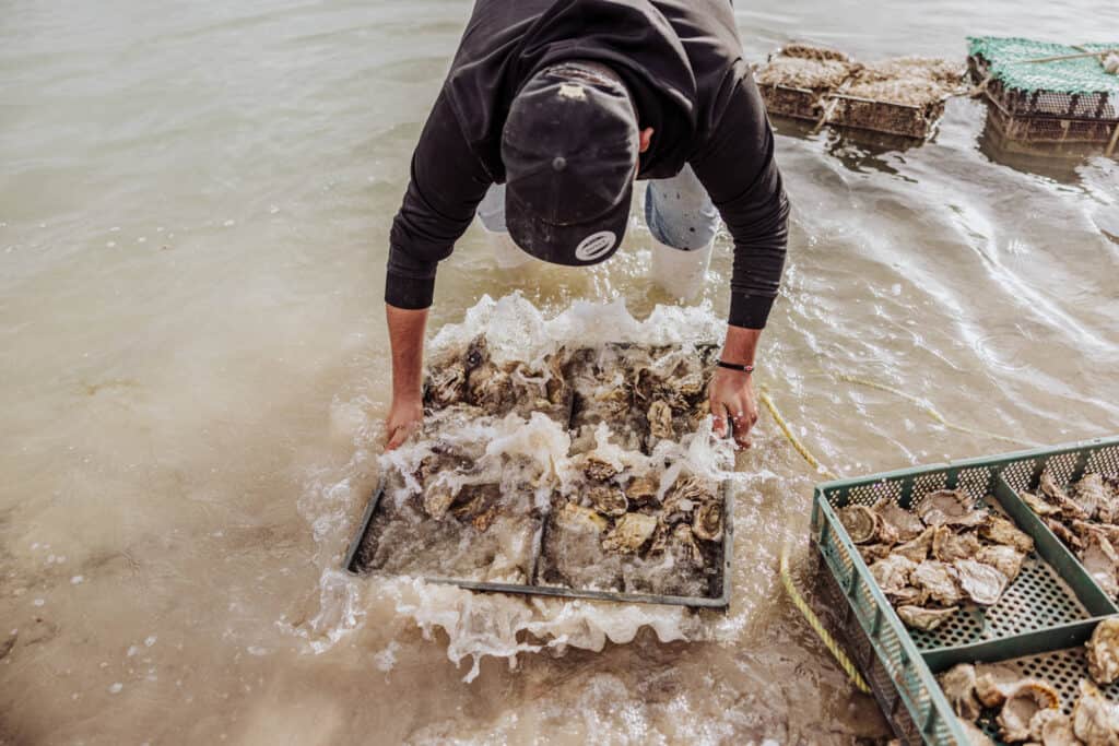 puerto penasco oyster farm