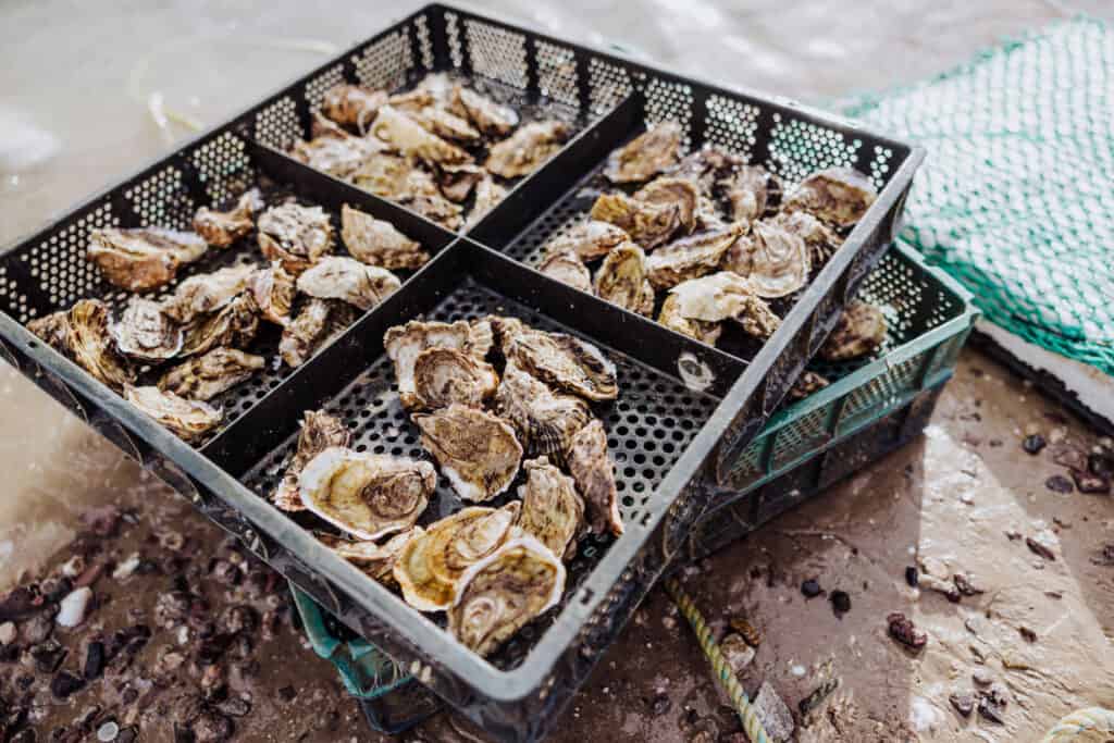 rocky point oysters
