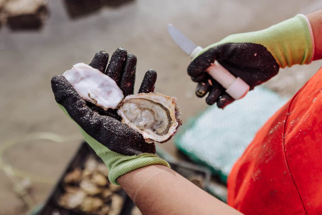 puerto penasco oyster