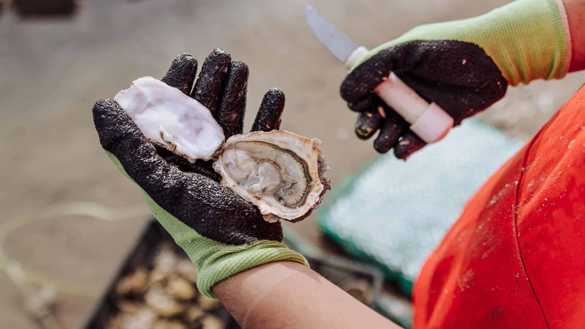 puerto penasco oyster