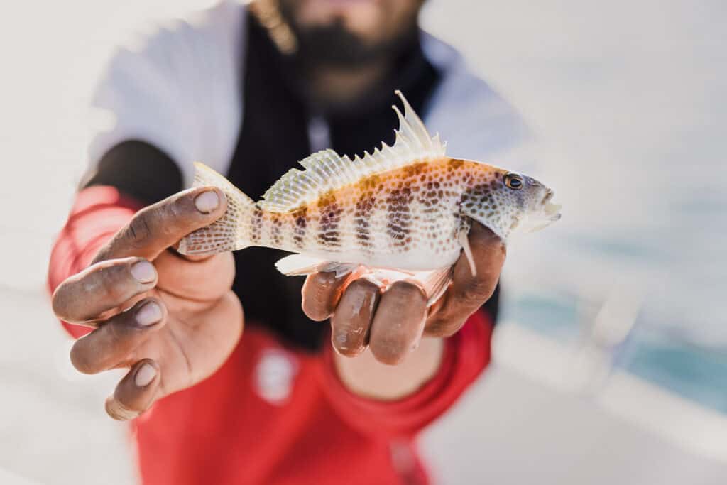 puerto penasco fishing