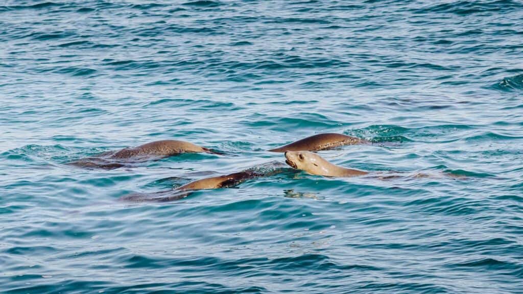 rocky point sea lions