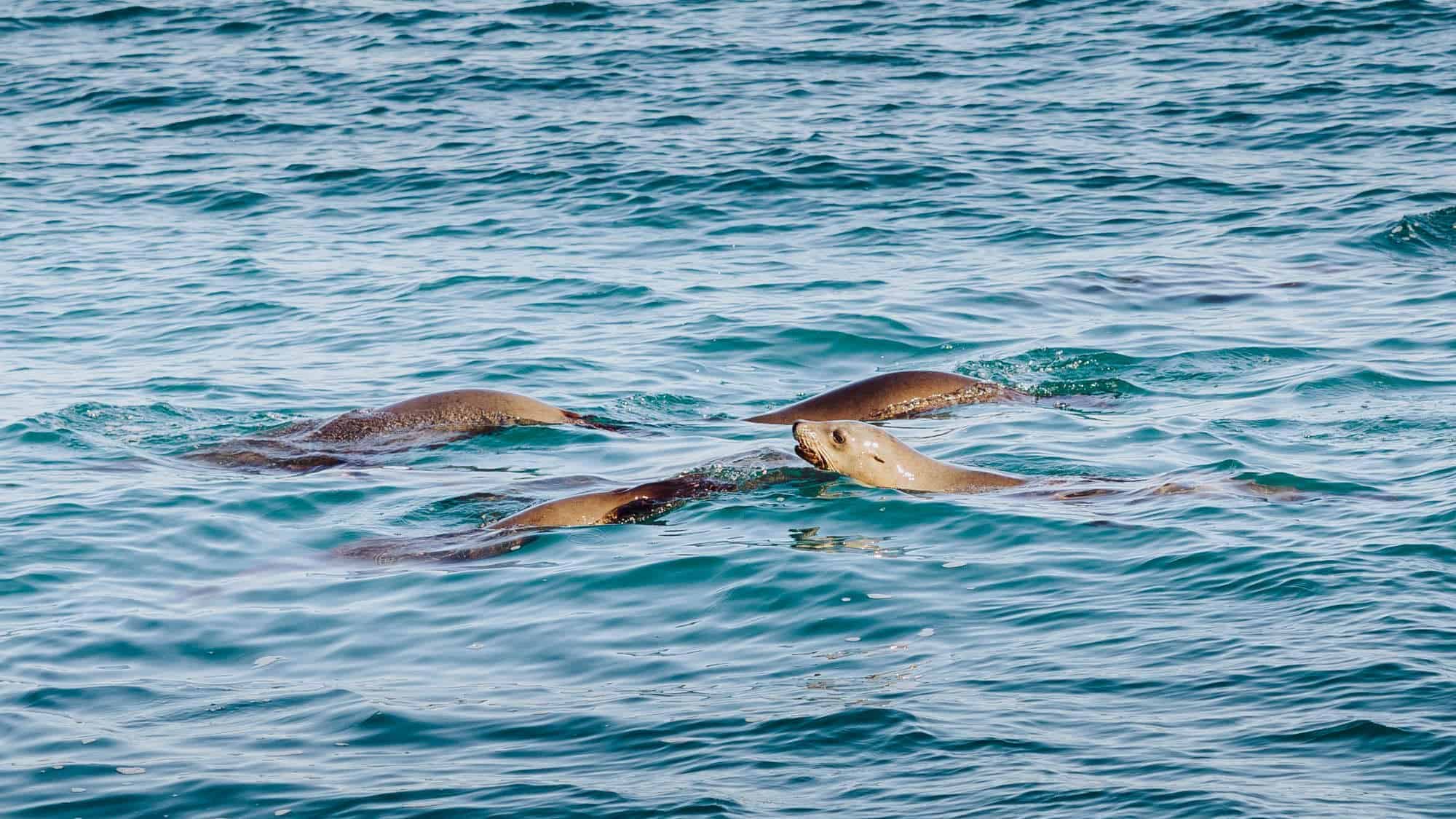 rocky point sea lions
