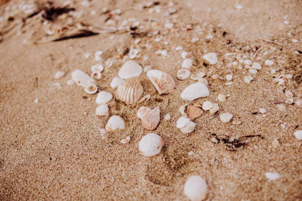 las conchas puerto penasco