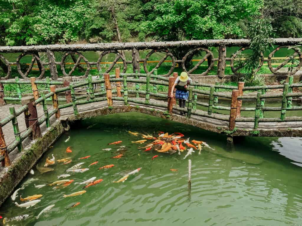 shifen waterfall koi pond