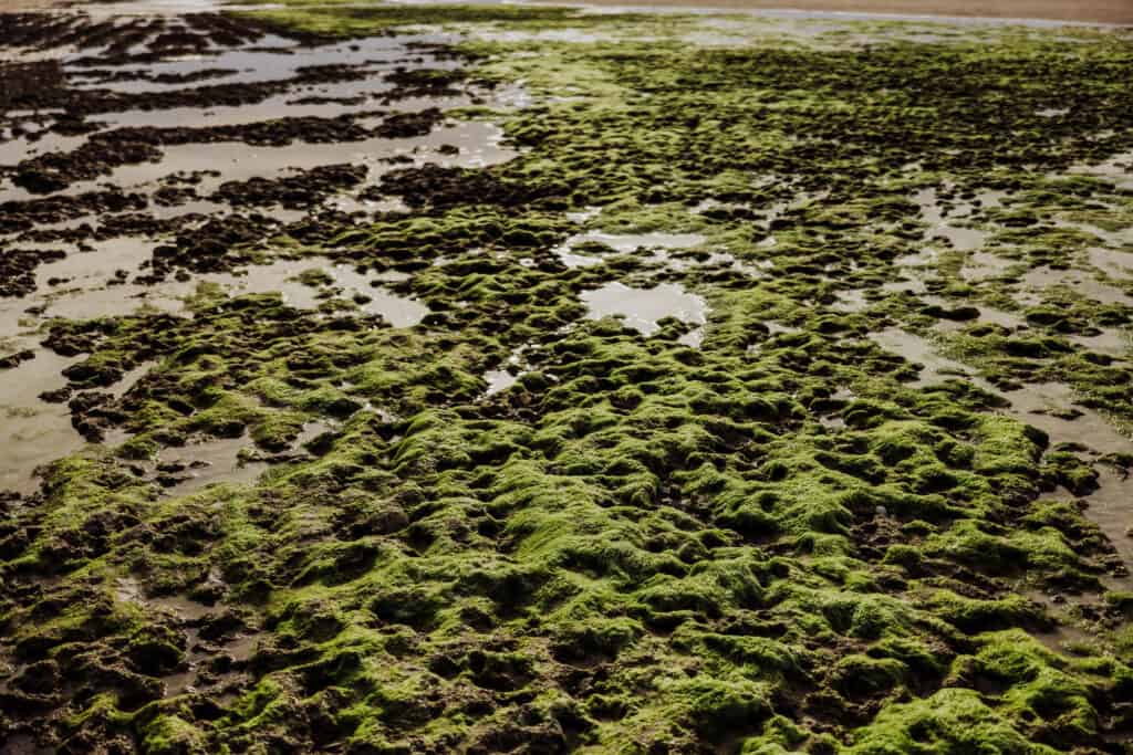 rocky point tidal pool