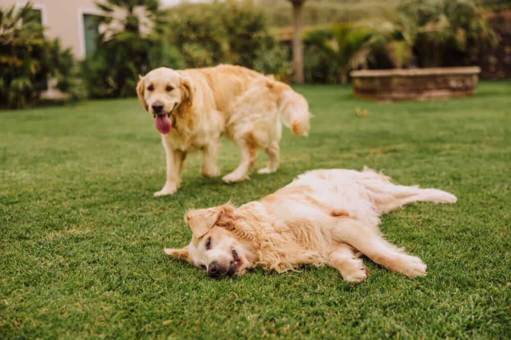 The golden retrievers at Sensi Azores