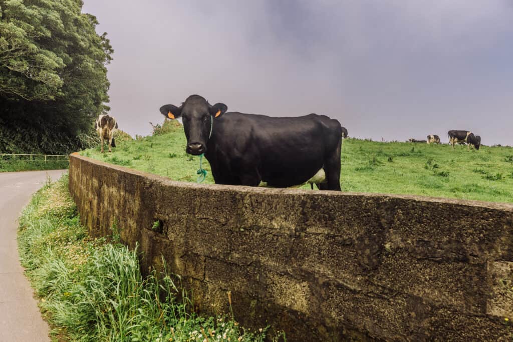 Cows in the Azores