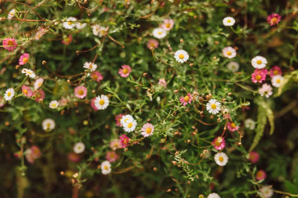Best time to visit the Azores for flowers