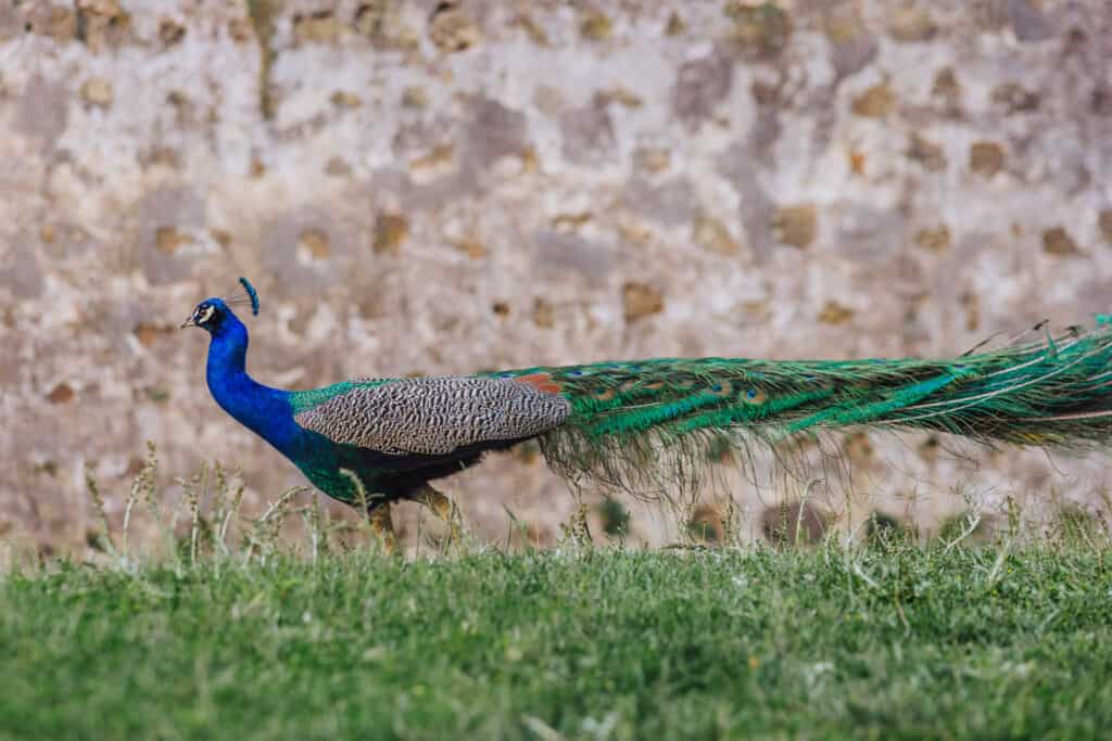Peacock at Saint George's Castle in Lisbon