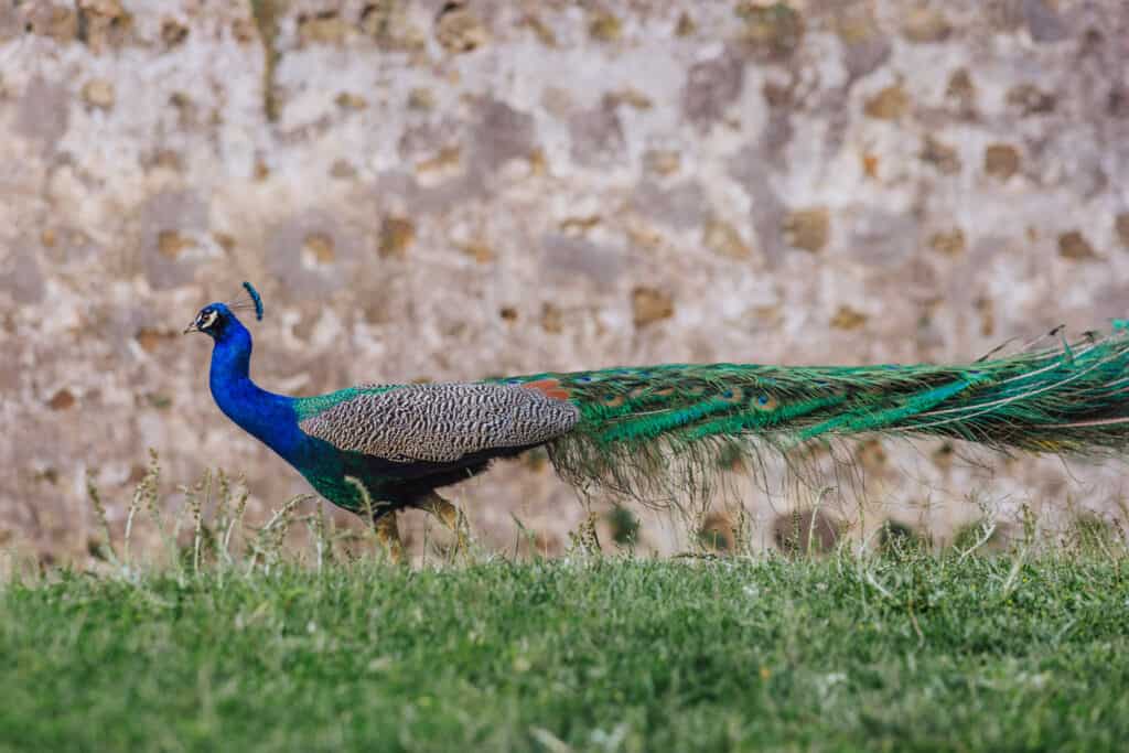 Peacock at Saint George's Castle in Lisbon