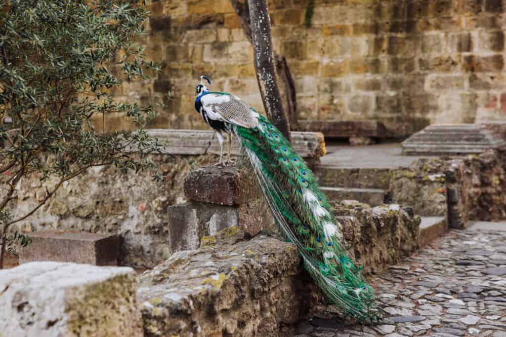 Peacock at Castelo de Sao Jorge