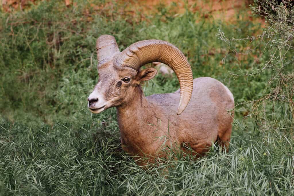 desert big horned sheep at Grand Canyon