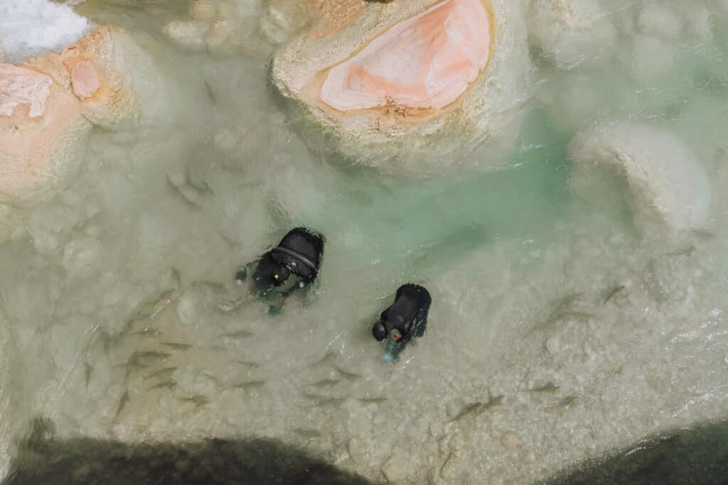 flannelmouth suckers spawning in Havasu Creek