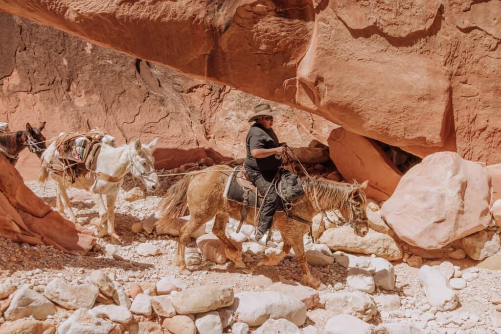havasupai falls mule train