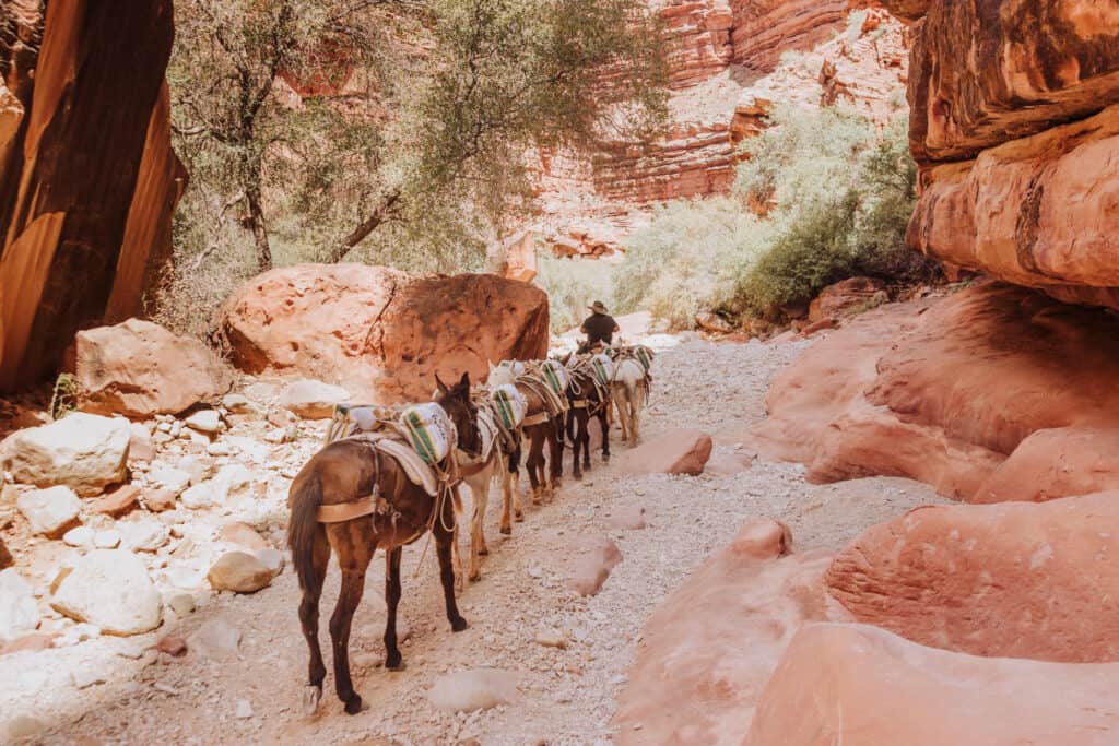mule train at havasupai falls