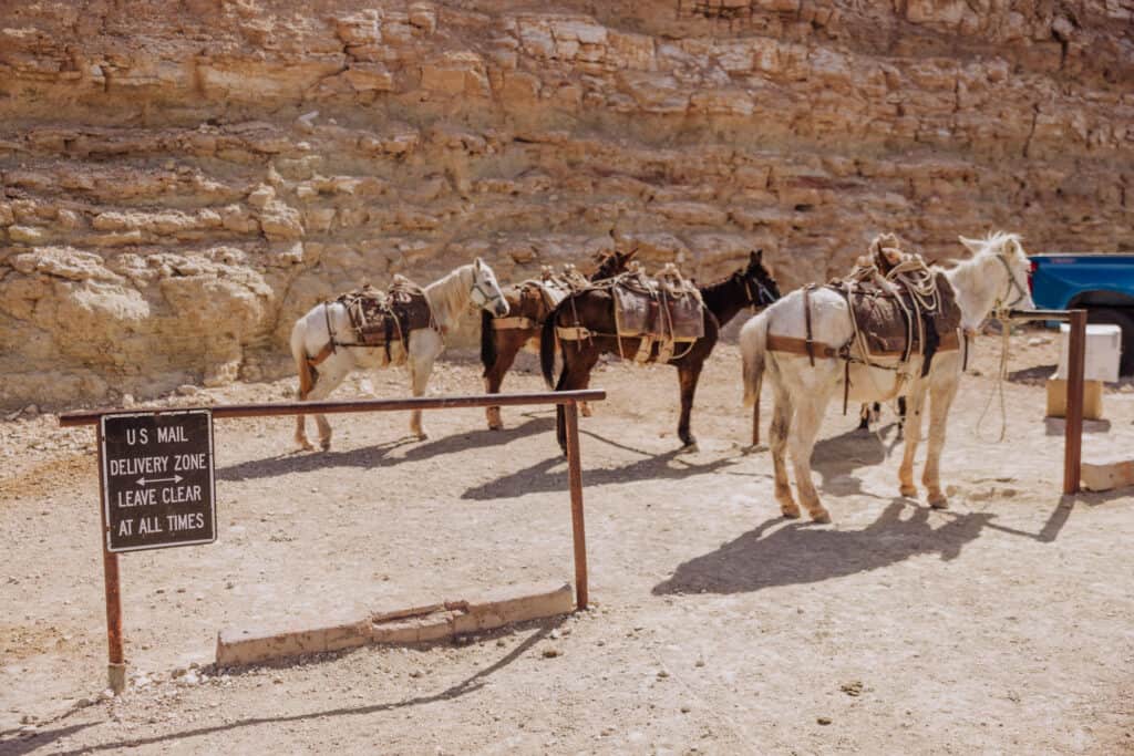 mules at havasupai