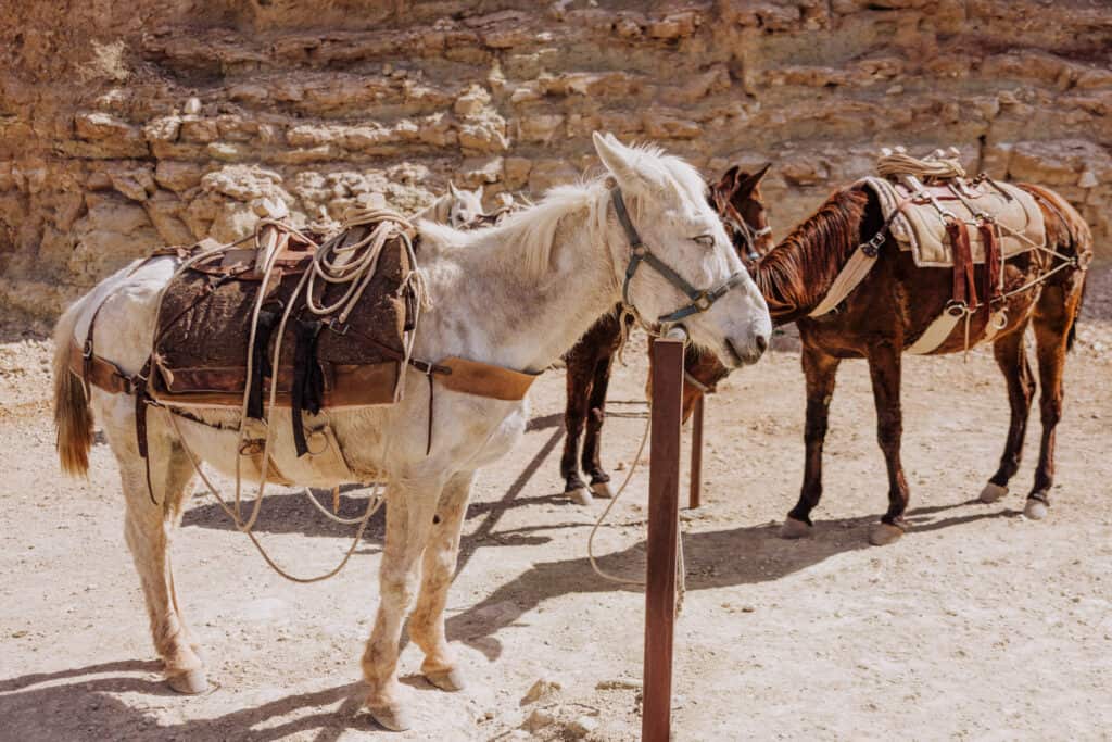 Havasupai parking lot mules