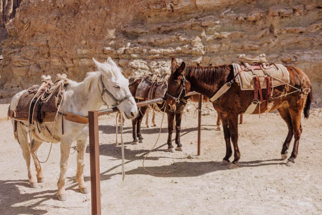 havasupai parking lot mules