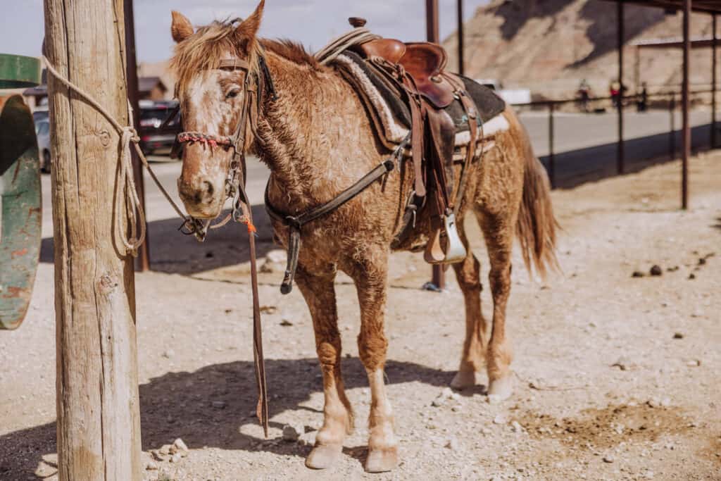 havasupai mule