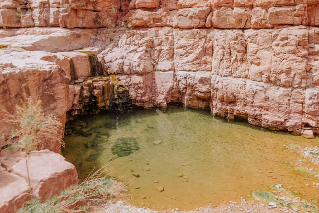 spring on the havasupai falls hiking trail