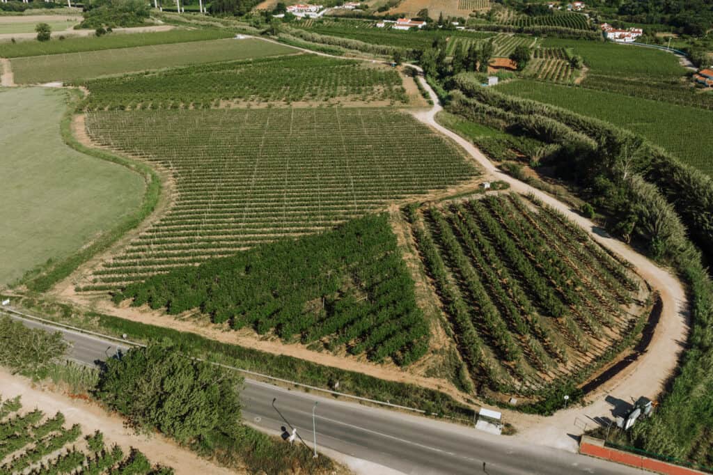 Vineyard near Obidos, Portugal