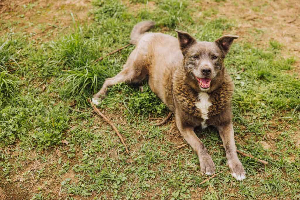Winery dog, Seda