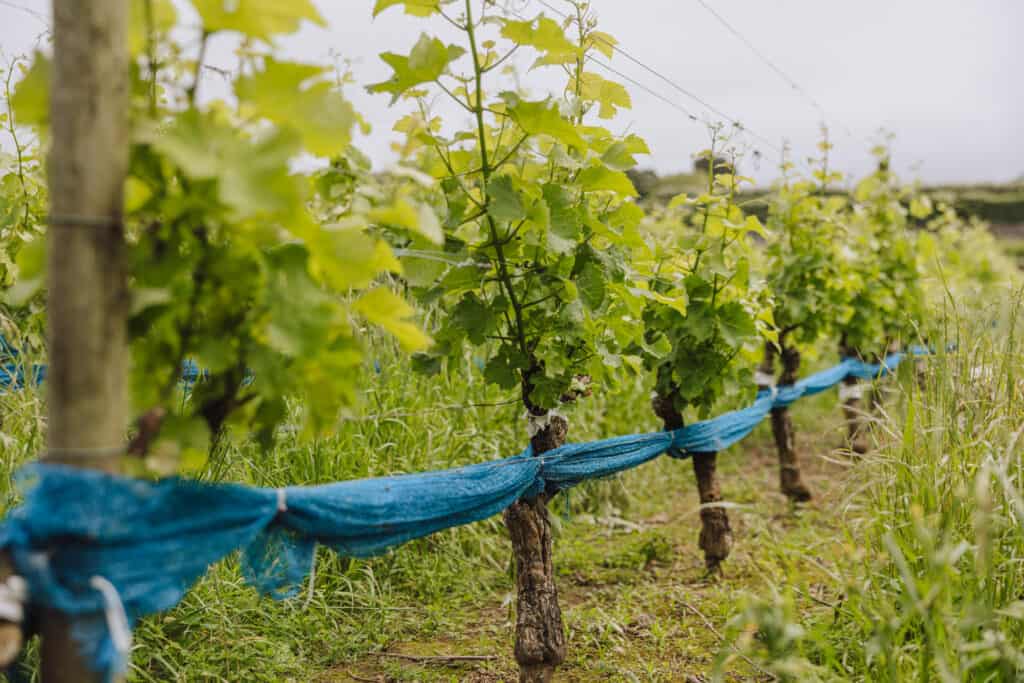 Azores wine tour