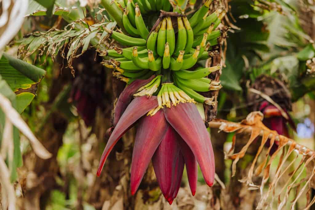 Banana tree in the Azores