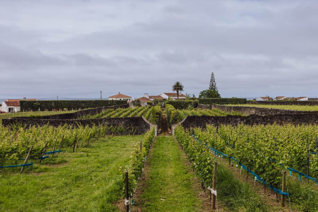 Azores wine tour on Sao Miguel