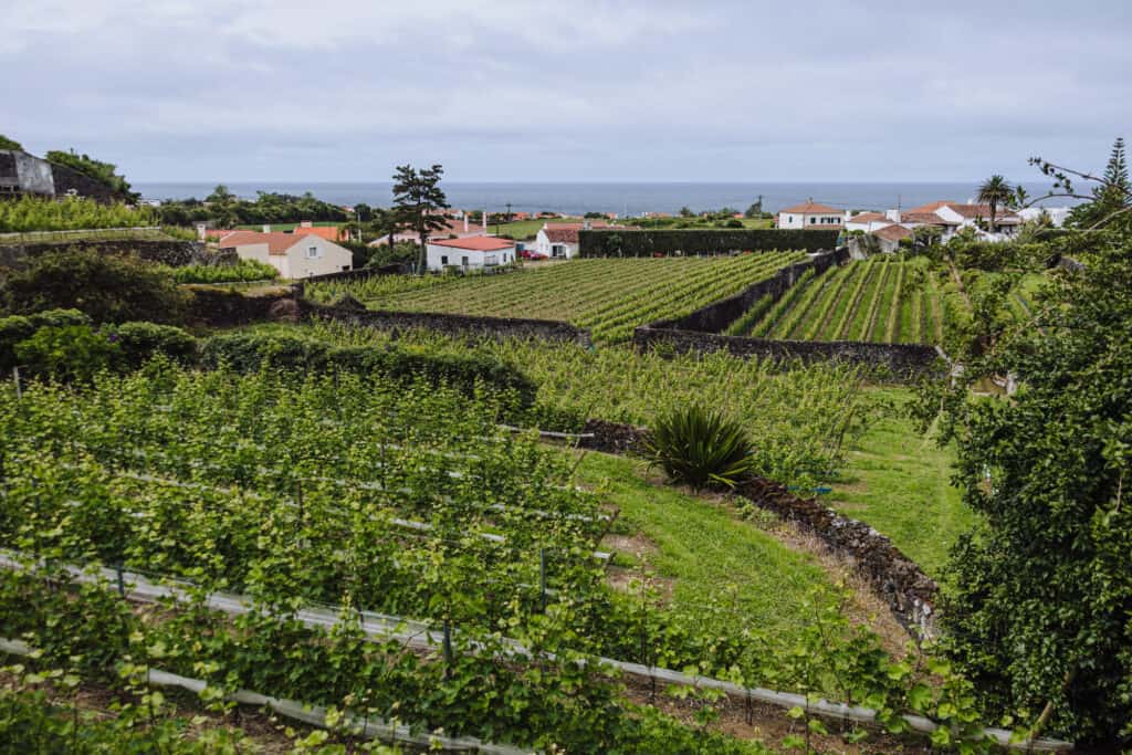 Vineyard tour to learn about Azores wine