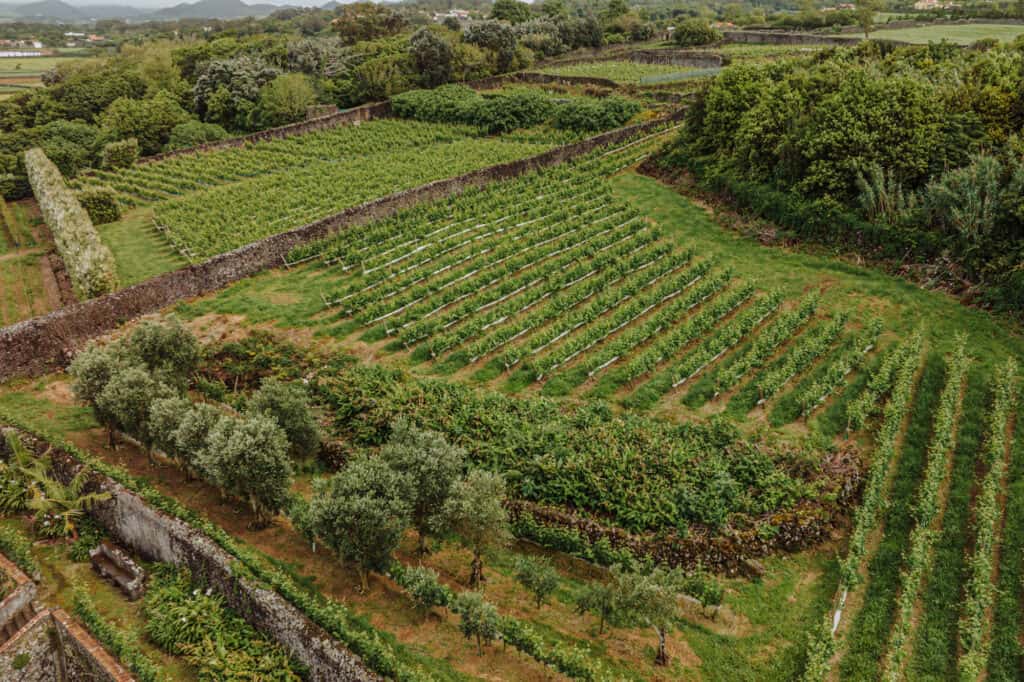 São Miguel vineyard and wine tour