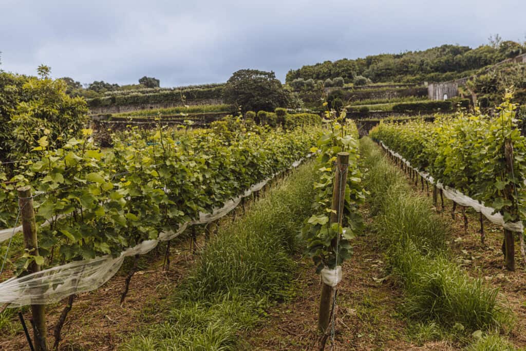 Vineyard in the Azores