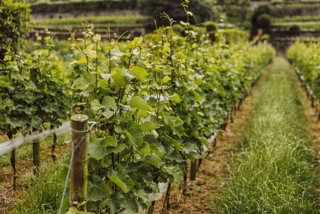 Azores winery tour