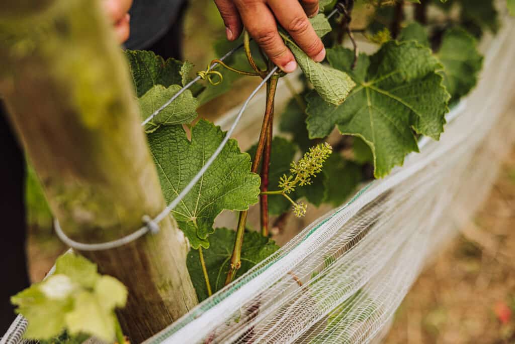 Grapes growing in the Azores for wine