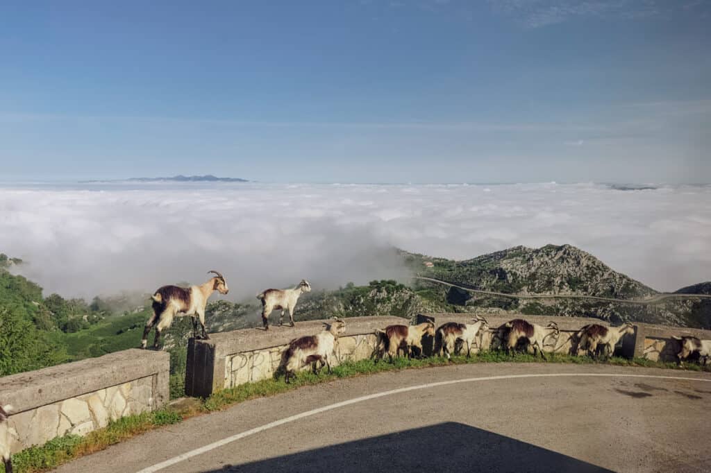 Goats on the road in Picos de Europa
