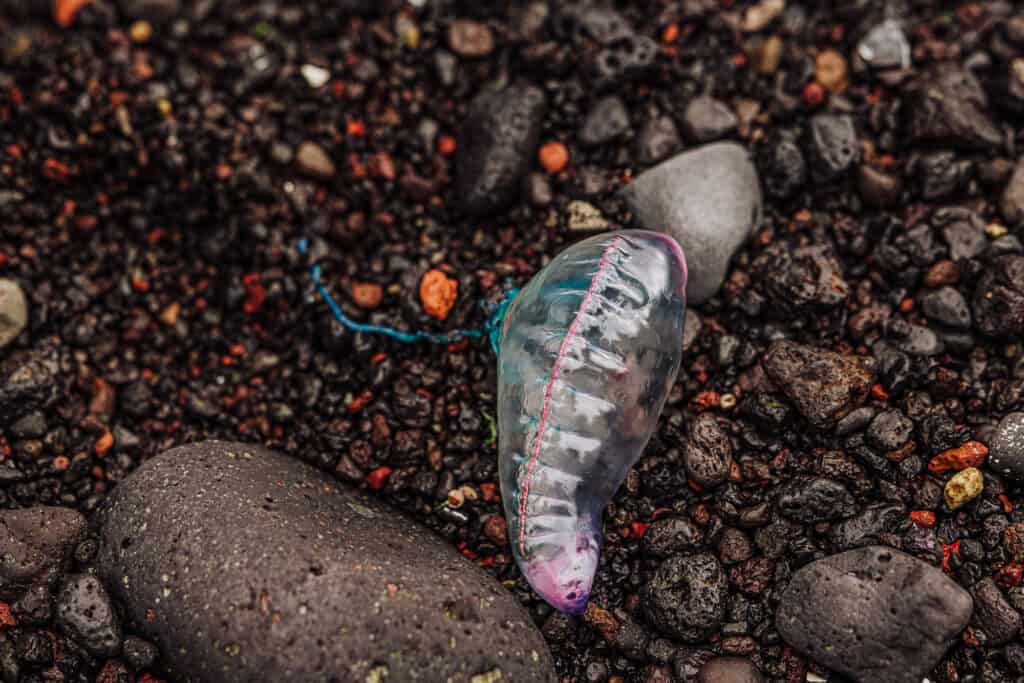 Portuguese man-o-war on the beach in the Azores