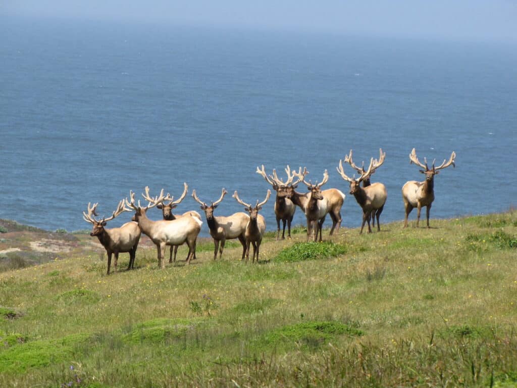 Elk off a Point Reyes trail