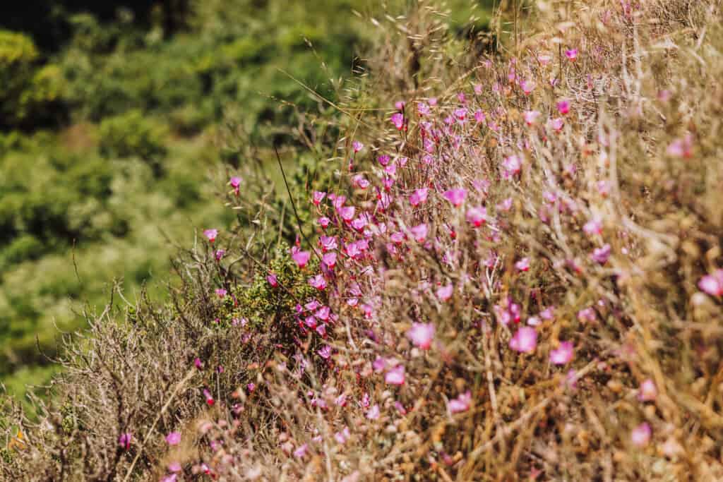 Point Reyes wildflowers