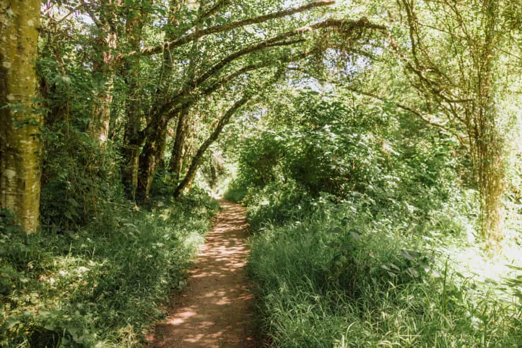 The hiking trail to Alamere Falls.