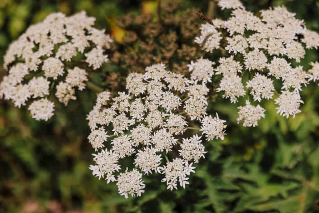 Wildflowers on a Point Reyes hiking trail