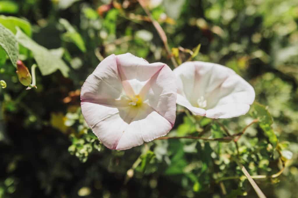 Point Reyes National Seashore wildflowers