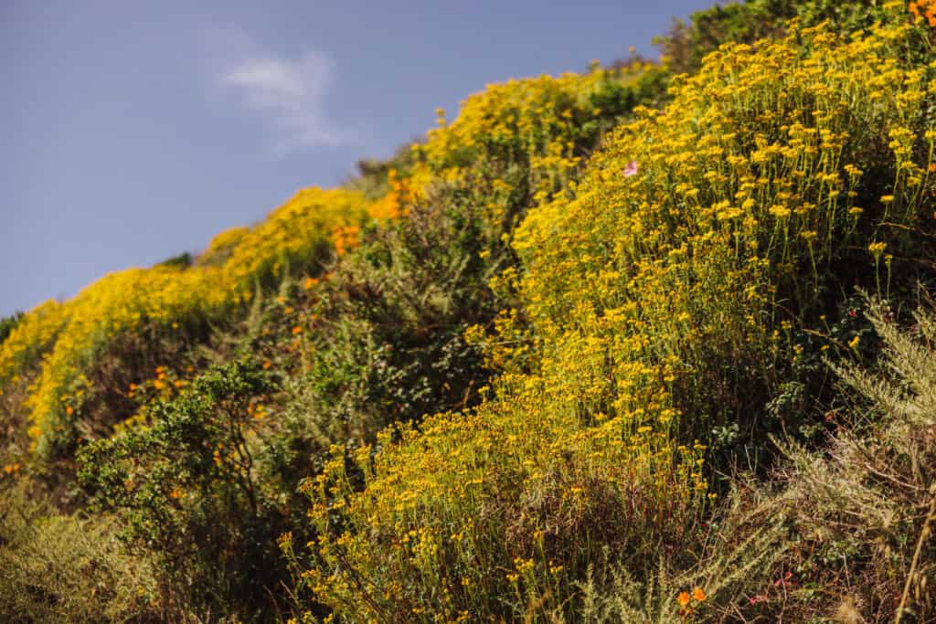 Wildflowers at Poitnt Reyes National Park