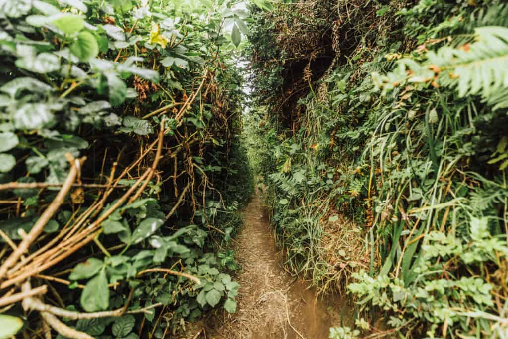 Alamere Falls shortcut trail