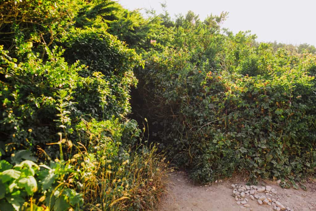 Alamere Falls hike shortcut