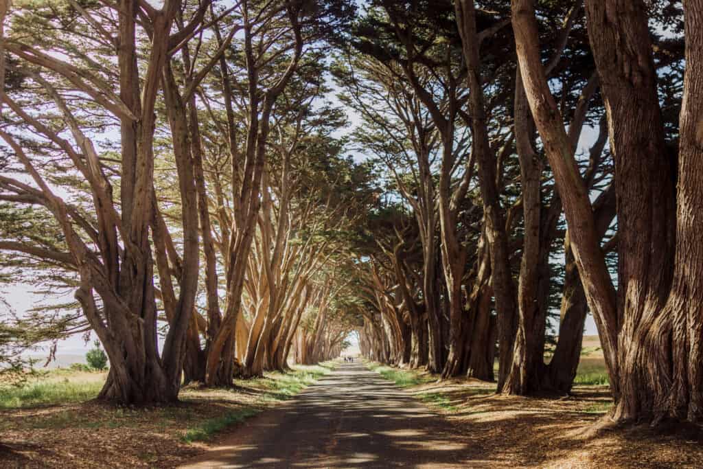 Cypress Tree Tunnel