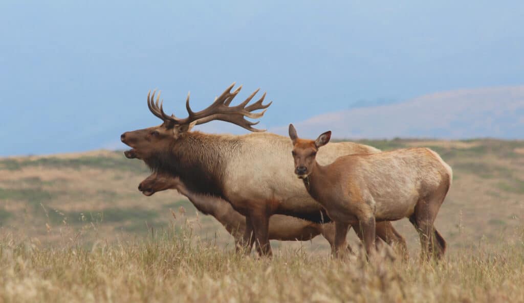Tule Elk on a Point Reyes hiking trail