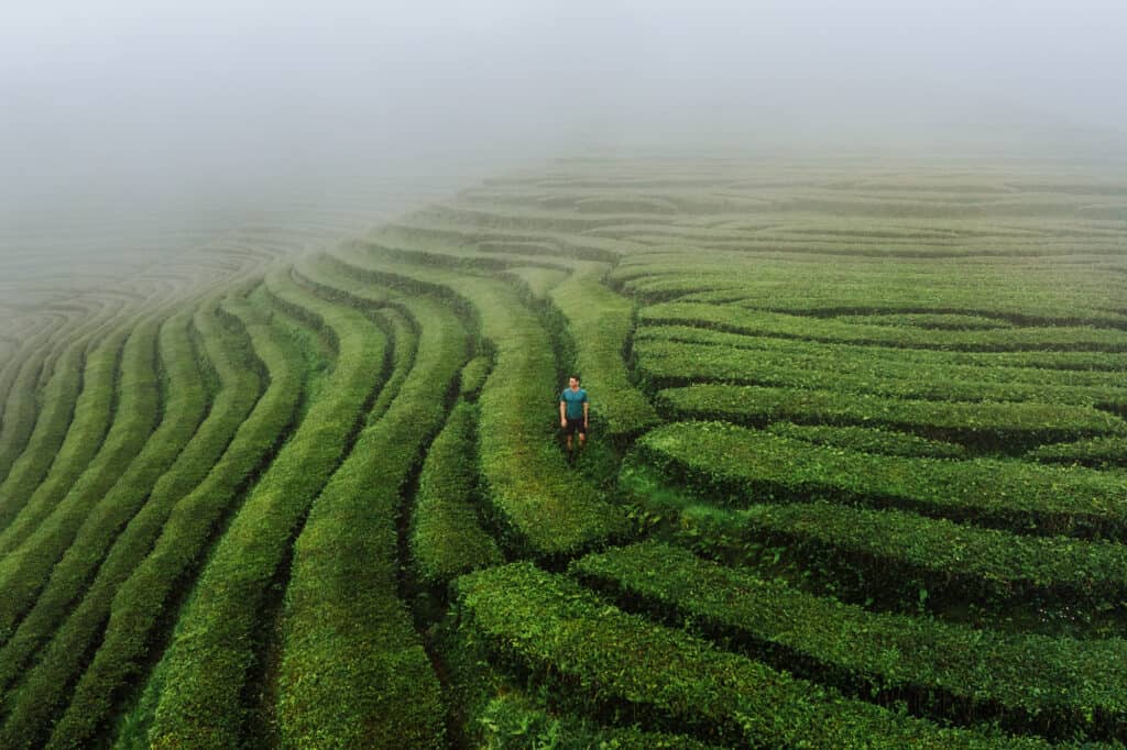 Jared Dillingham in the Azores tea fields at Gorreana