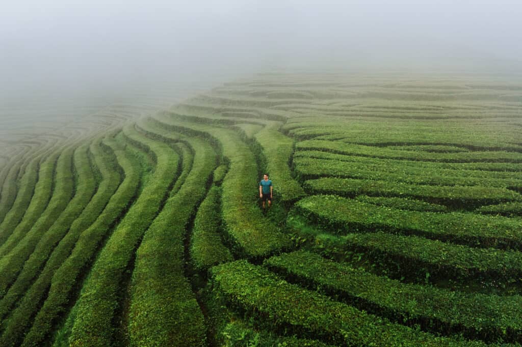 Jared Dillingham in the Azores tea fields at Gorreana