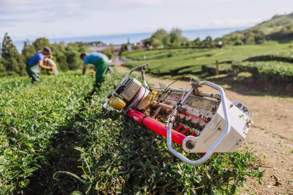 Harvest in the Azores tea fields